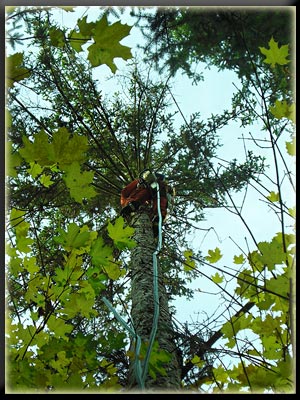 Vergrößertes Bild in neuem Fenster. "klicken"