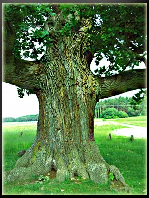 Vergrößertes Bild in neuem Fenster. "klicken"