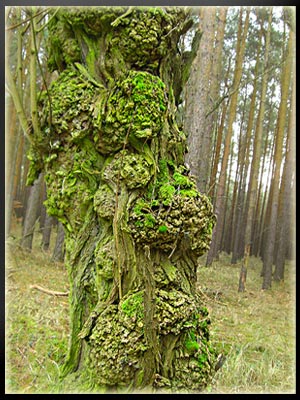 Vergrößertes Bild in neuem Fenster. "klicken"