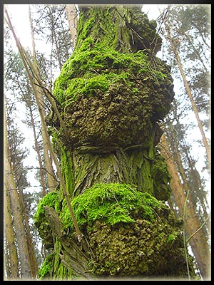 Vergrößertes Bild in neuem Fenster. "klicken"