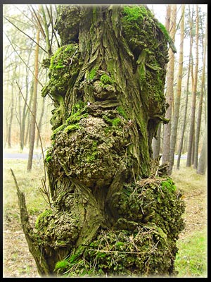 Vergrößertes Bild in neuem Fenster. "klicken"