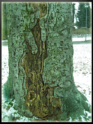 Vergrößertes Bild in neuem Fenster. "klicken"