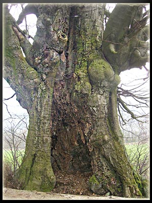 Vergrößertes Bild in neuem Fenster. "klicken"