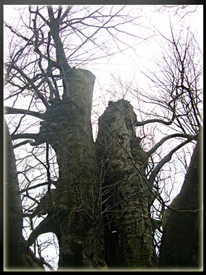 Vergrößertes Bild in neuem Fenster. "klicken"