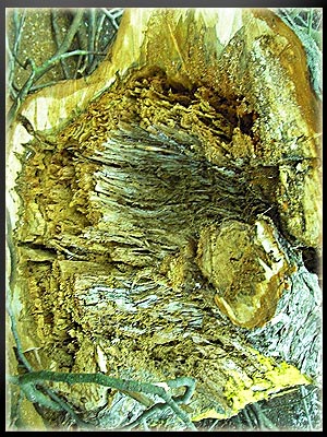 Vergrößertes Bild in neuem Fenster. "klicken"