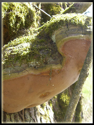 Vergrößertes Bild in neuem Fenster. "klicken"