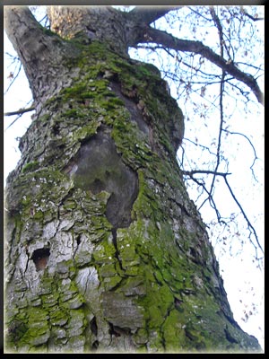 Vergrößertes Bild in neuem Fenster. "klicken"