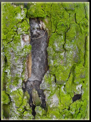 Vergrößertes Bild in neuem Fenster. "klicken"