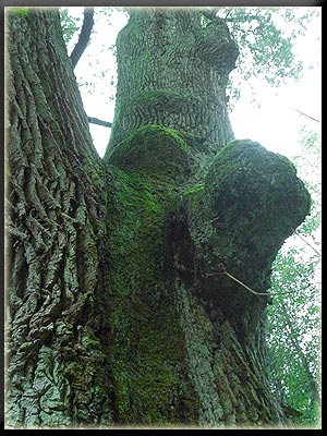 Vergrößertes Bild in neuem Fenster. "klicken"