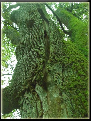 Vergrößertes Bild in neuem Fenster. "klicken"