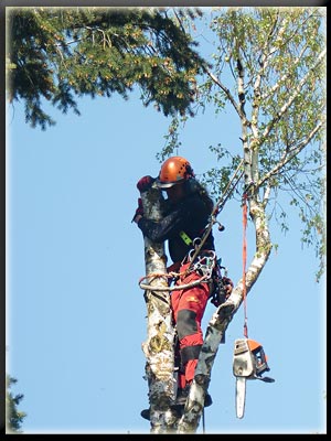 Vergrößertes Bild in neuem Fenster. "klicken"