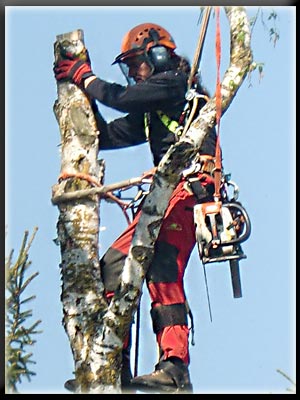 Vergrößertes Bild in neuem Fenster. "klicken"