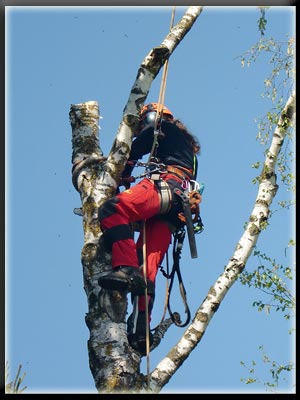 Vergrößertes Bild in neuem Fenster. "klicken"