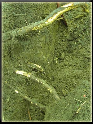 Vergrößertes Bild in neuem Fenster. "klicken"