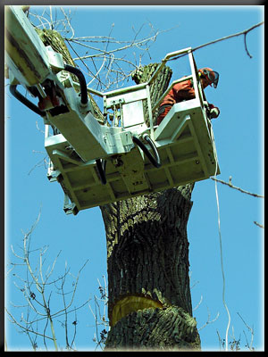 Vergrößertes Bild in neuem Fenster. "klicken"