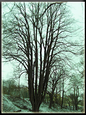 Vergrößertes Bild in neuem Fenster. "klicken"