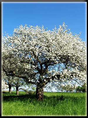 Vergrößertes Bild in neuem Fenster. "klicken" by_Grace-Winter_pixelio.de