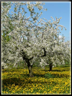 Vergrößertes Bild in neuem Fenster. "klicken"  by_Daniel-Bleyenberg_pixelio.de